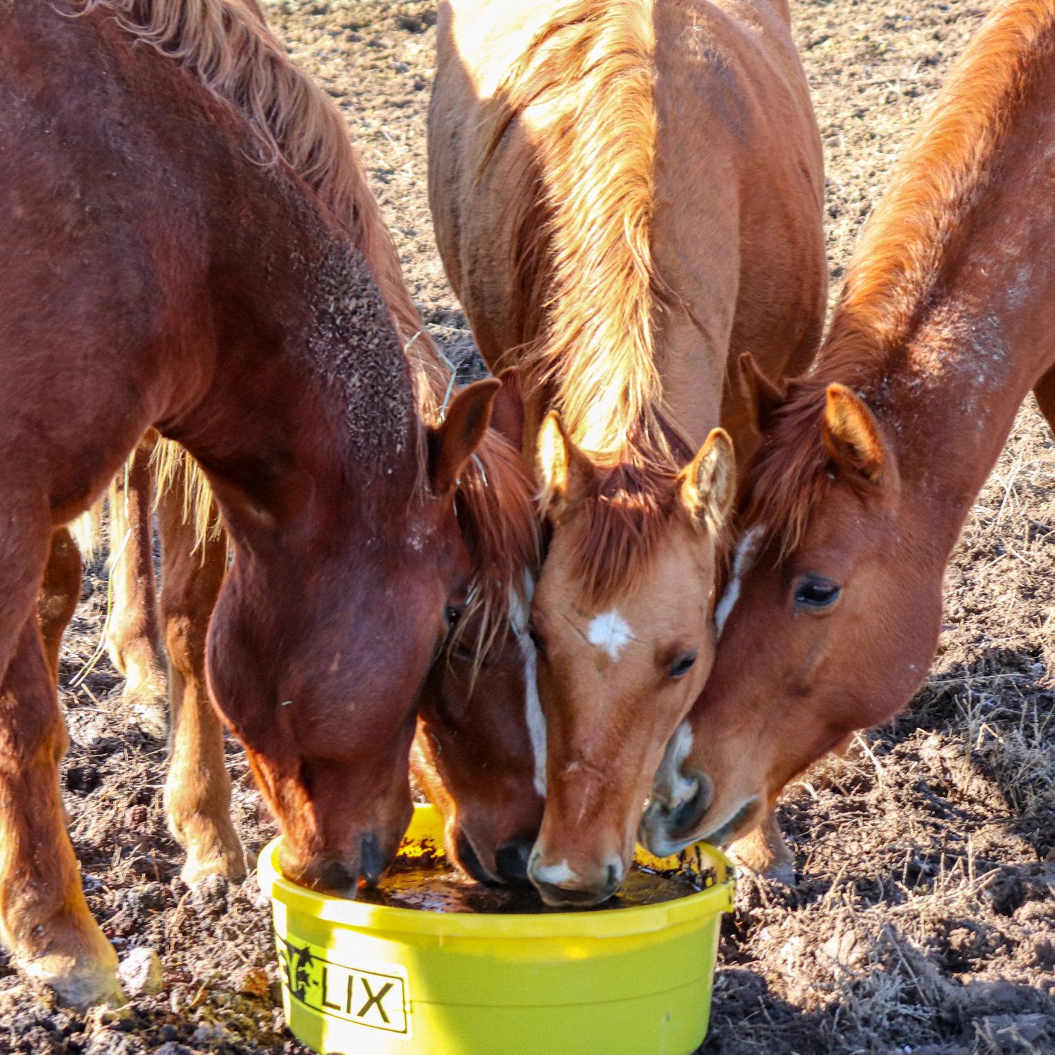Key-Lix Horse Tub